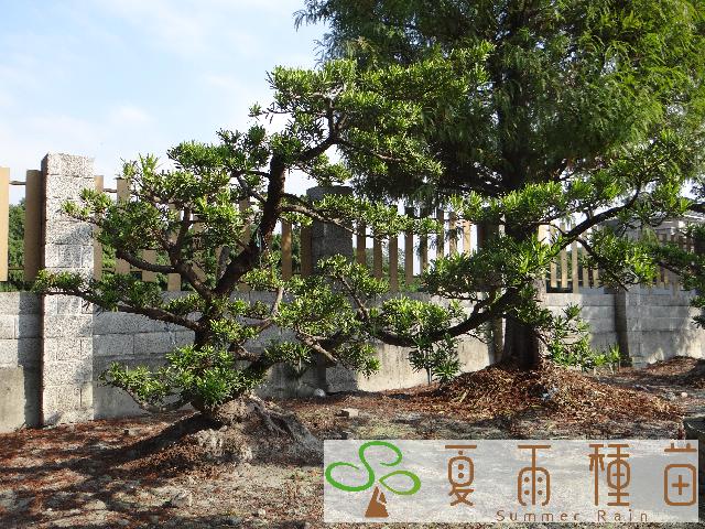 夏雨種苗—羅漢松