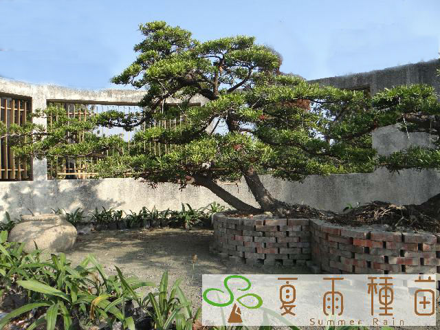 夏雨種苗—羅漢松