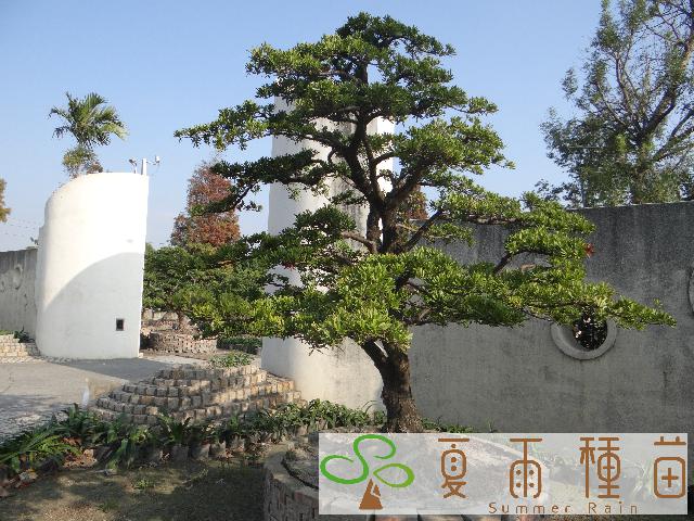 夏雨種苗—羅漢松