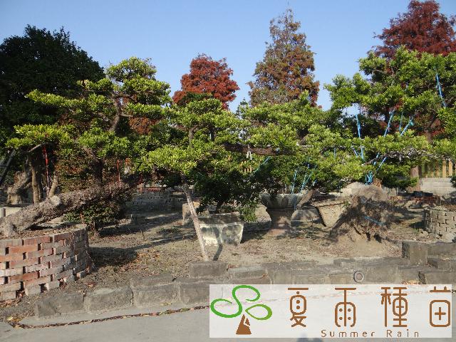 夏雨種苗—羅漢松