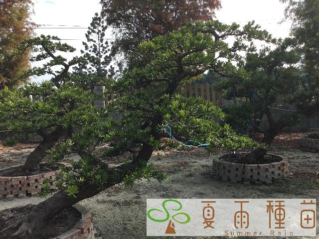 夏雨種苗—羅漢松