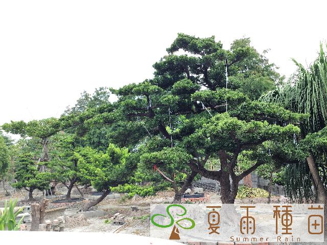 夏雨種苗—羅漢松