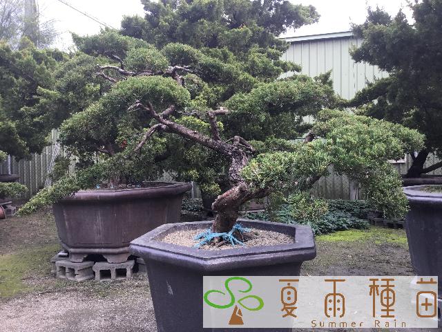 夏雨種苗—真柏